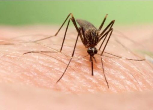 UMT contra la fiebre del Nilo