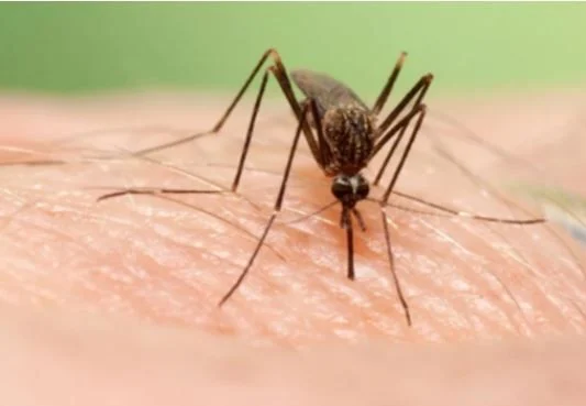 UMT contra la fiebre del Nilo